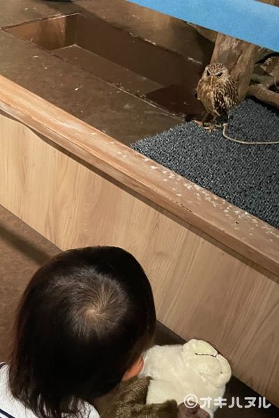 かりゆし水族館はしょぼい?4歳児と行ったリアル体験談|オキハヌル