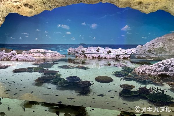 かりゆし水族館はしょぼい?4歳児と行ったリアル体験談|オキハヌル