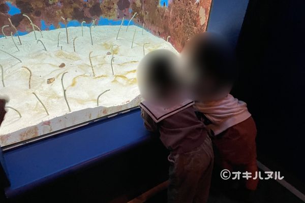 美ら海水族館は行くべきか？年パス所持者が本音レビュー！｜オキハヌル