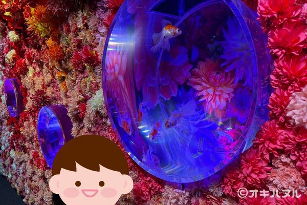 沖縄金魚ミュージアムのレビュー！子連れで行った感想