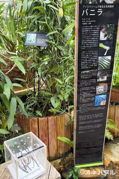 遠見台を降りて進むと、やっぱりジブリっぽい雰囲気がありました。