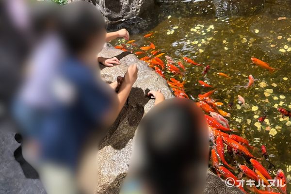 DMMかりゆし水族館の所要時間は?子連れで実際にかかった滞在時間
