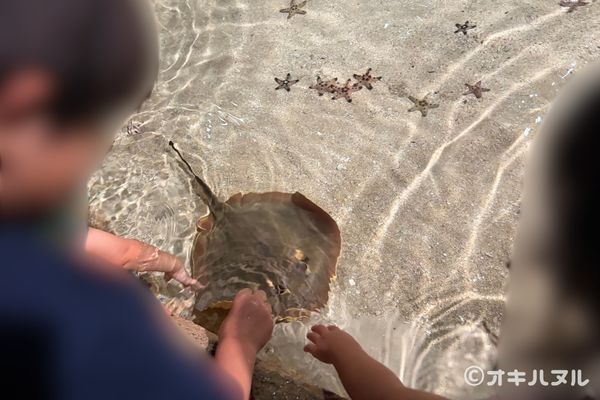 DMMかりゆし水族館の所要時間は?子連れで実際にかかった滞在時間