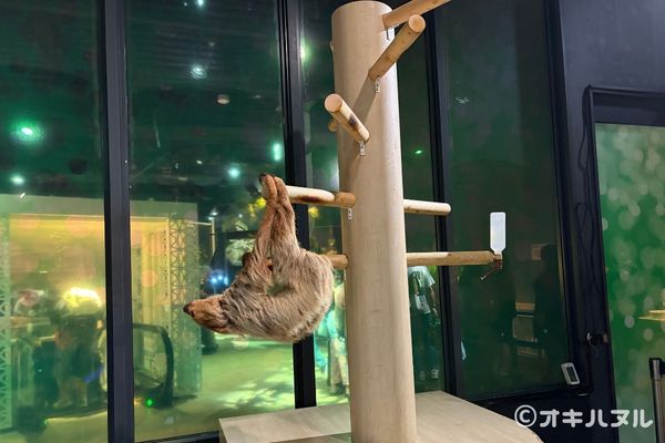 DMMかりゆし水族館の所要時間は?子連れで実際にかかった滞在時間