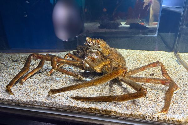 DMMかりゆし水族館の所要時間は?子連れで実際にかかった滞在時間