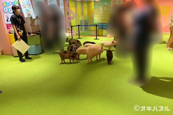 DMMかりゆし水族館の所要時間は?子連れで実際にかかった滞在時間