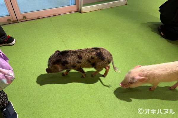 DMMかりゆし水族館の所要時間は?子連れで実際にかかった滞在時間
