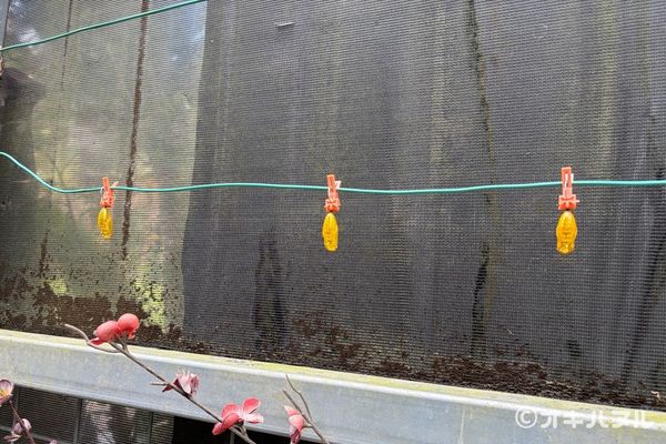 琉球村の所要時間は？子連れで実際にかかった滞在時間
