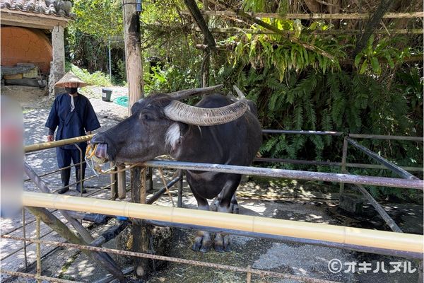 琉球村の所要時間は？子連れで実際にかかった滞在時間